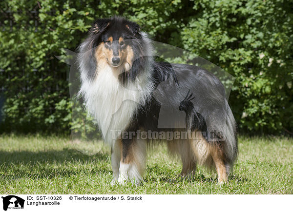 Langhaarcollie / longhaired Collie / SST-10326