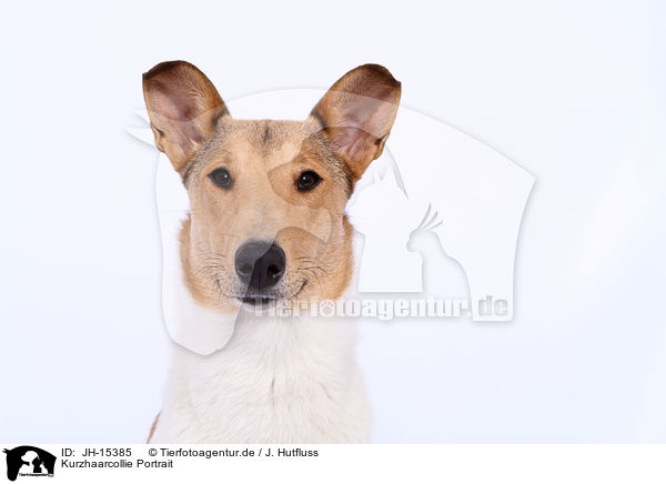Kurzhaarcollie Portrait / shorthaired Collie portrait / JH-15385