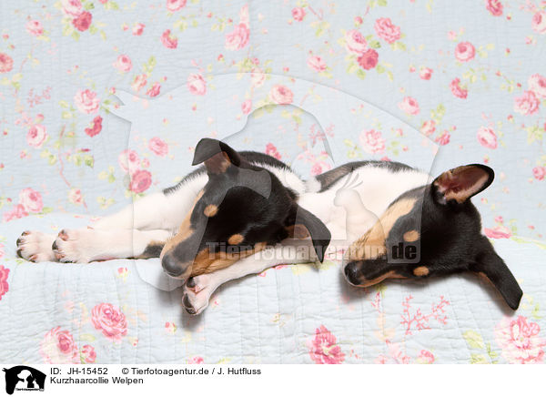 Kurzhaarcollie Welpen / shorthaired Collie Puppies / JH-15452