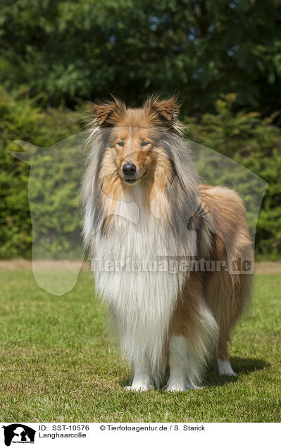 Langhaarcollie / longhaired Collie / SST-10576