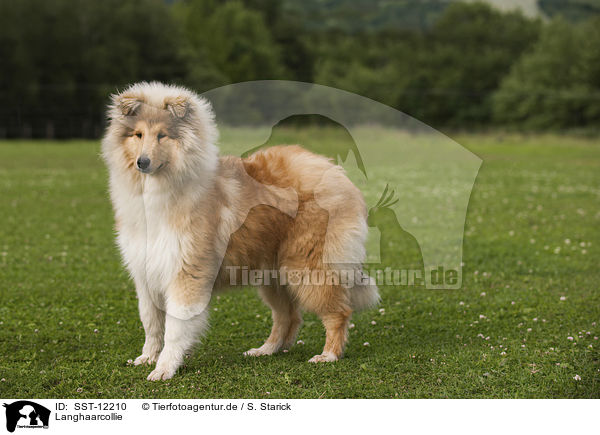 Langhaarcollie / longhaired Collie / SST-12210
