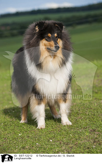 Langhaarcollie / longhaired Collie / SST-12212