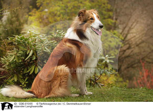sitzender Langhaarcollie / sitting longhaired Collie / CDE-01055