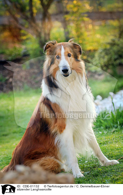 sitzender Langhaarcollie / sitting longhaired Collie / CDE-01132