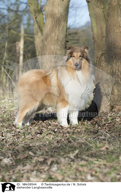 stehender Langhaarcollie / standing longhaired Collie / NN-09544