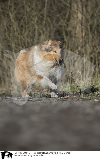 rennender Langhaarcollie / running longhaired Collie / NN-09548