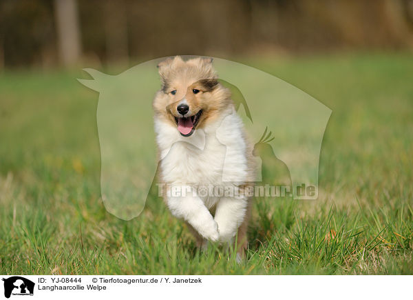 Langhaarcollie Welpe / longhaired Collie Puppy / YJ-08444