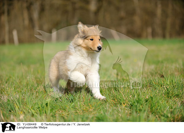 Langhaarcollie Welpe / longhaired Collie Puppy / YJ-08449