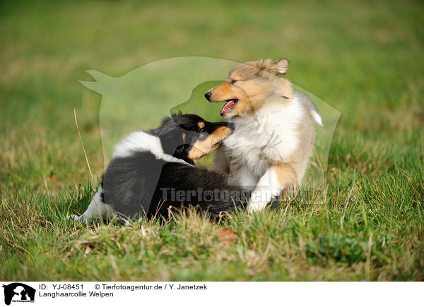Langhaarcollie Welpen / longhaired Collie Puppies / YJ-08451