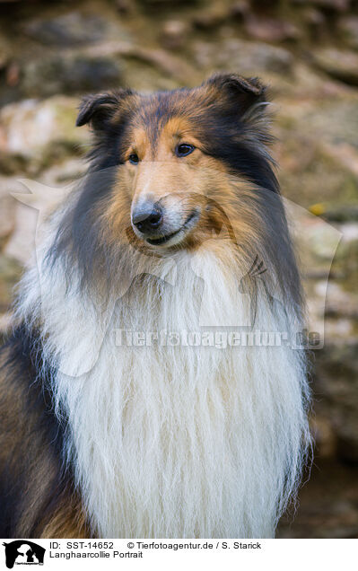 Langhaarcollie Portrait / longhaired Collie Portrait / SST-14652