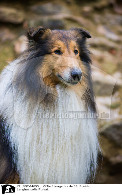 Langhaarcollie Portrait / longhaired Collie Portrait / SST-14653