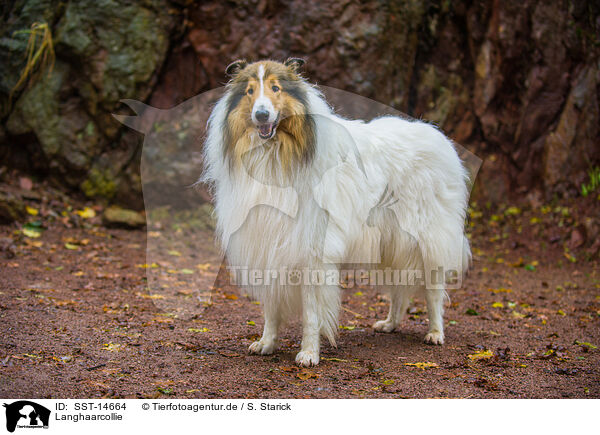 Langhaarcollie / longhaired Collie / SST-14664