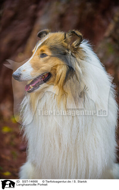Langhaarcollie Portrait / longhaired Collie Portrait / SST-14666