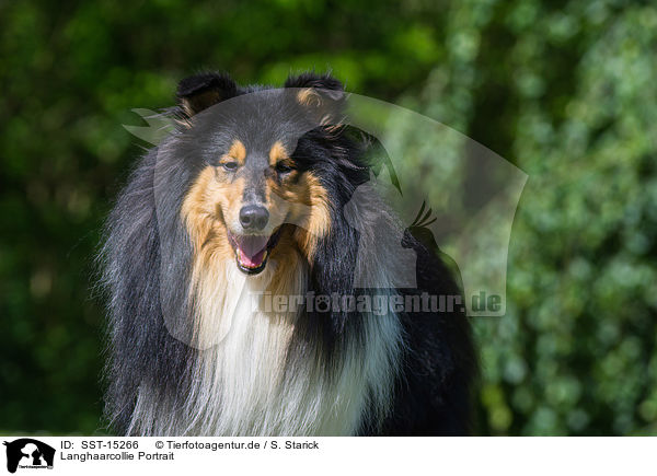 Langhaarcollie Portrait / longhaired Collie portrait / SST-15266
