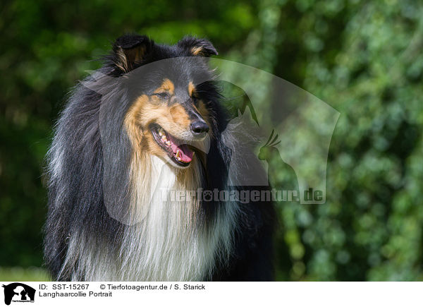 Langhaarcollie Portrait / longhaired Collie portrait / SST-15267