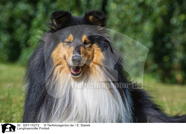 Langhaarcollie Portrait / longhaired Collie portrait / SST-15272