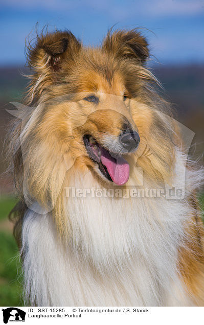 Langhaarcollie Portrait / longhaired Collie portrait / SST-15285
