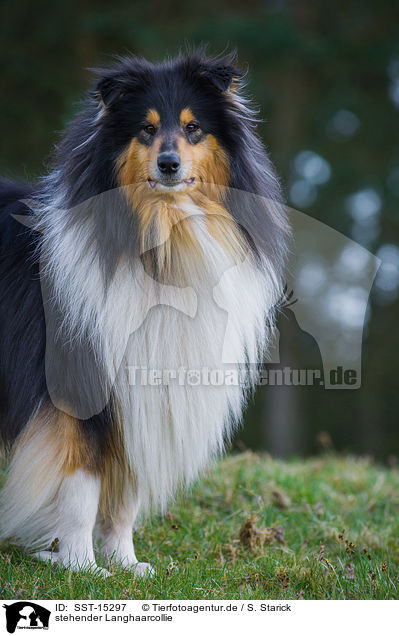 stehender Langhaarcollie / standing longhaired Collie / SST-15297