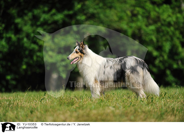 Langhaarcollie / longhaired Collie / YJ-10353