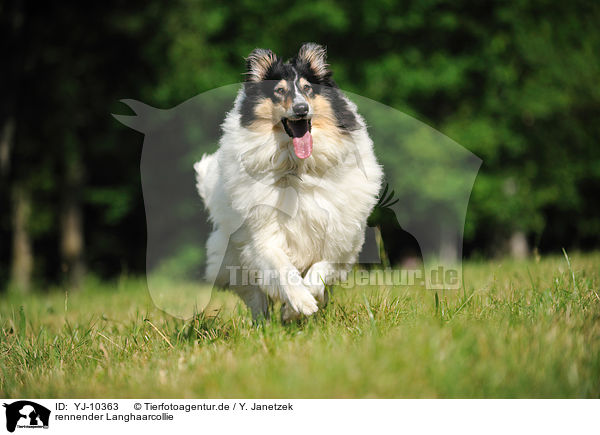 rennender Langhaarcollie / running longhaired Collie / YJ-10363
