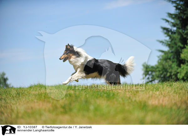 rennender Langhaarcollie / running longhaired Collie / YJ-10387
