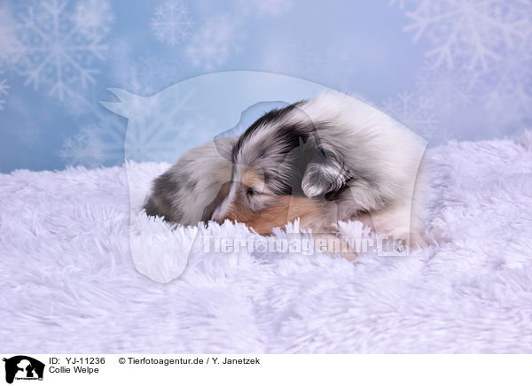 Collie Welpe / Collie Puppy / YJ-11236