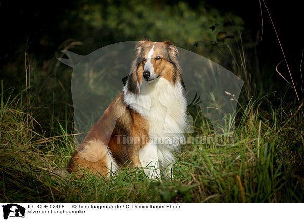 sitzender Langhaarcollie / sitting longhaired Collie / CDE-02468