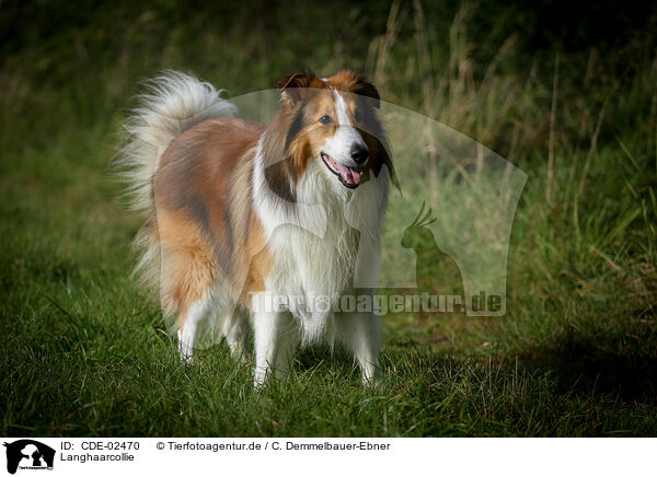 Langhaarcollie / longhaired Collie / CDE-02470