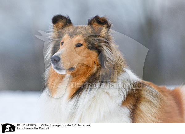 Langhaarcollie Portrait / longhaired Collie Portrait / YJ-13874