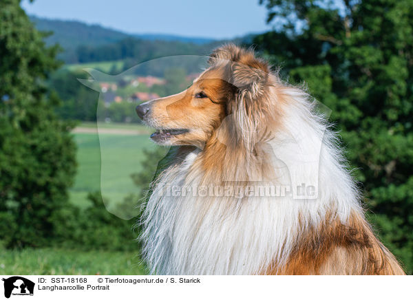 Langhaarcollie Portrait / longhaired Collie Portrait / SST-18168