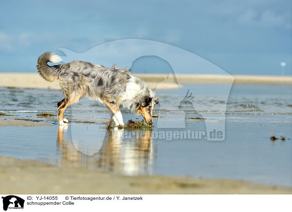 schnuppernder Collie / snuffling Collie / YJ-14055