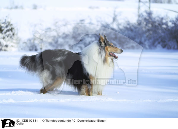 Collie / Collie / CDE-02831