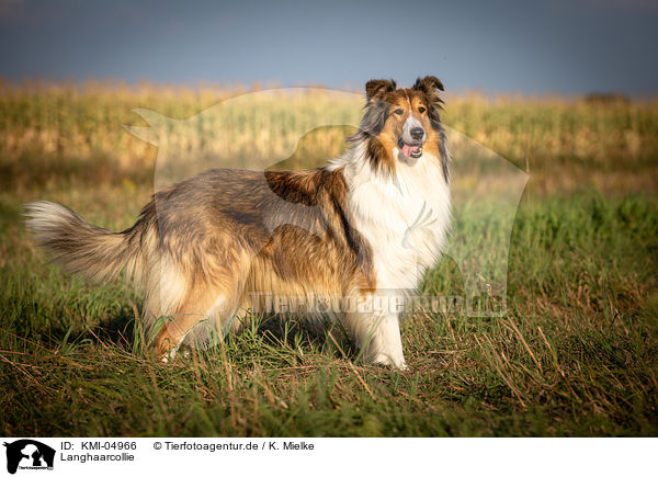 Langhaarcollie / longhaired Collie / KMI-04966