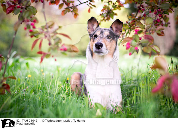 Kurzhaarcollie / shorthaired Collie / TAH-01043