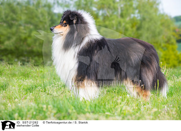 stehender Collie / standing Collie / SST-21282