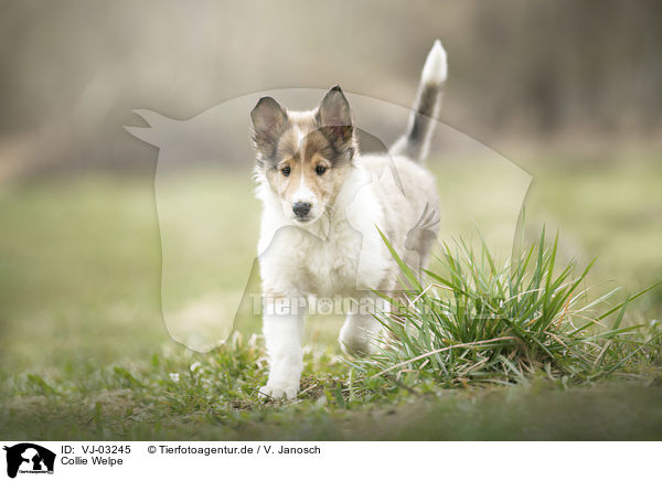 Collie Welpe / Collie Puppy / VJ-03245