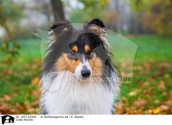 Collie H�ndin / female Collie / SST-22404