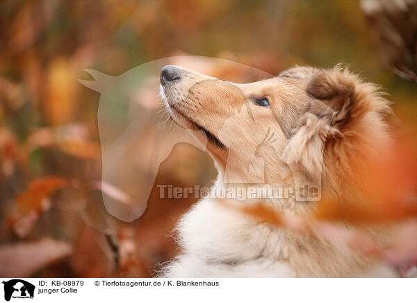 junger Collie / young Collie / KB-08979