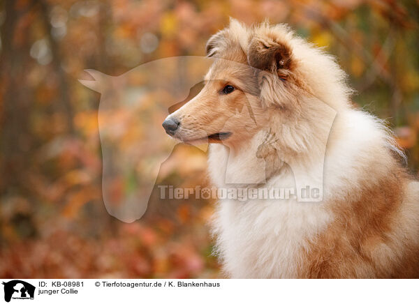 junger Collie / young Collie / KB-08981