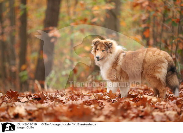 junger Collie / young Collie / KB-09019