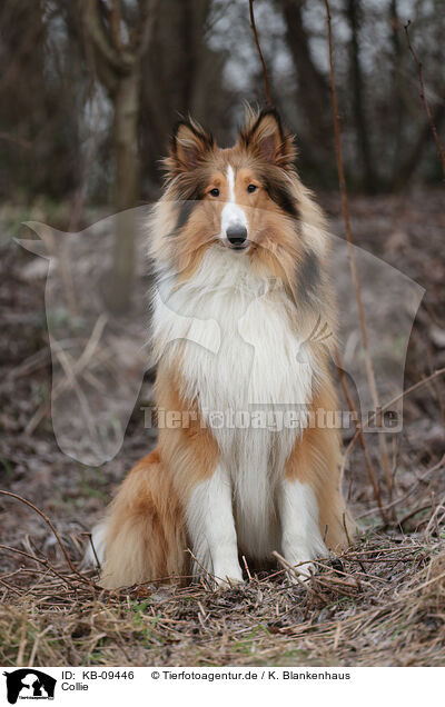 Collie / Collie / KB-09446