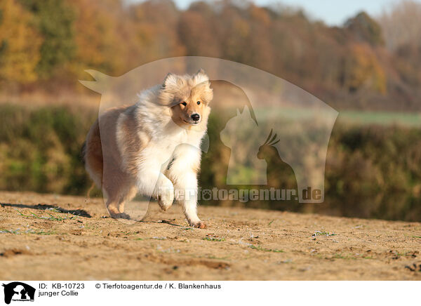 junger Collie / young Collie / KB-10723