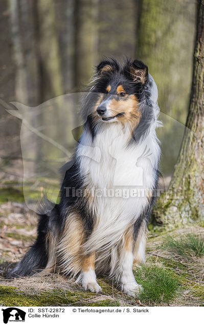 Collie H�ndin / female Collie / SST-22872