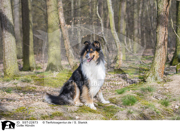 Collie H�ndin / female Collie / SST-22873