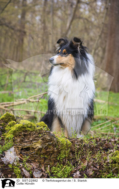 Collie H�ndin / female Collie / SST-22882