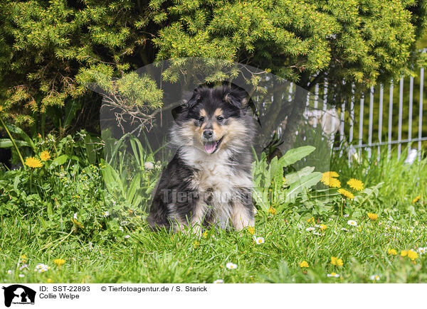 Collie Welpe / Collie Puppy / SST-22893