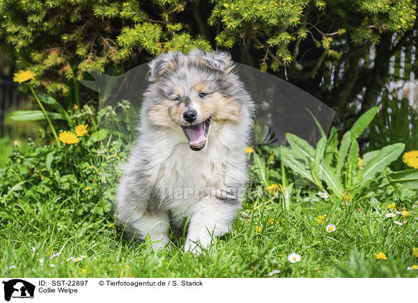 Collie Welpe / Collie Puppy / SST-22897