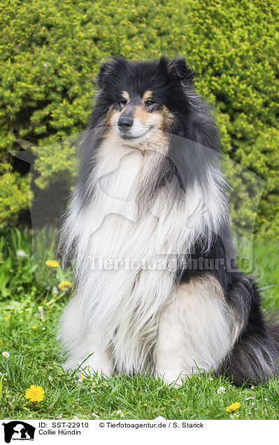 Collie H�ndin / female Collie / SST-22910
