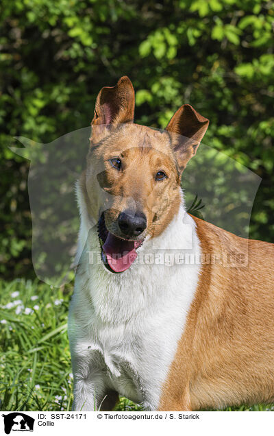 Collie / Collie / SST-24171