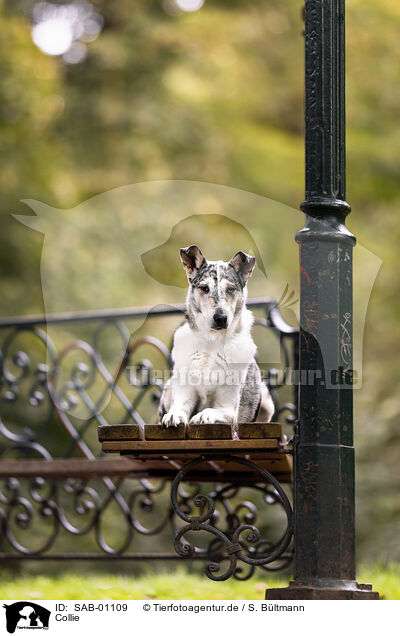 Collie / Collie / SAB-01109